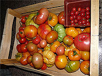 Les étapes de plantation des plants de tomates - Guide pour attacher les plants de tomates