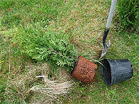 Comment planter une haie de cèdres - Achat de cèdre à haie - Plantation haie de cèdres - Haie entre voisins