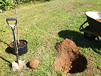 Pommier- creuser le trou de plantation