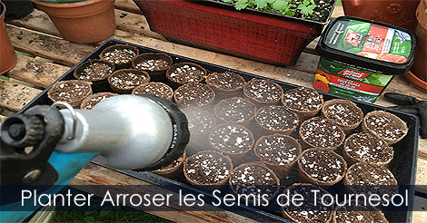 Tournesol - Planter les graines et arrosage