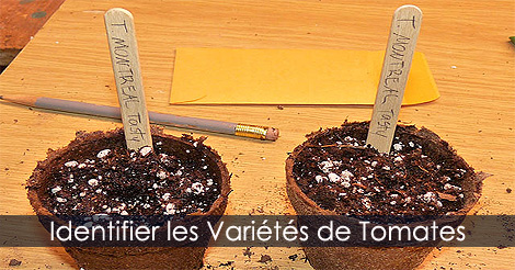 Identifier semis de tomates