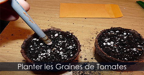 Planter graines de tomates