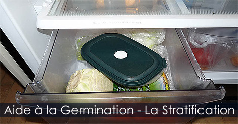 Germination des graines - La Stratification à froid