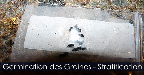 Germination des Graines par Sratification - Réfrigérer les semences pour les faire germer
