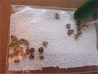 Faire germer des graines ou semences - Trucs pour faire germer les graines plus facilement