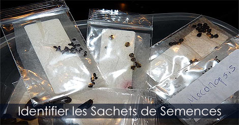 Identification des semences - Comment identifier un sachet de graines avant la stratification froide