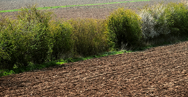 Les haies brise-vent