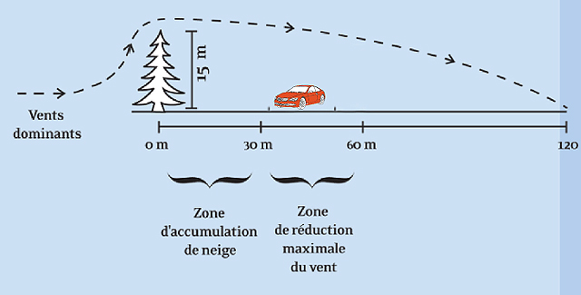 Haies Brise-vent et réduction des coûts de déneigement