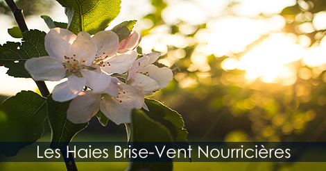 Haies Brise-Vent Comestibles