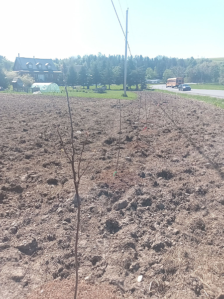 Haie Brise-vent Plantation