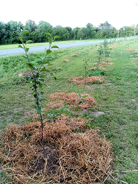 Arbres pour haies brise-vent