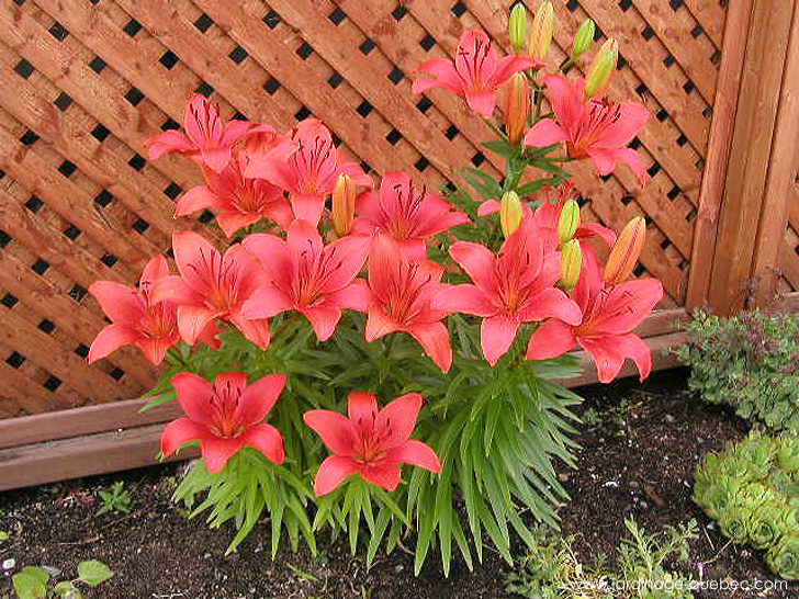 Lys Asiatique - Photos Jardin Le Jardin des Patriotes - Pascal Tremblay La Baie Québec