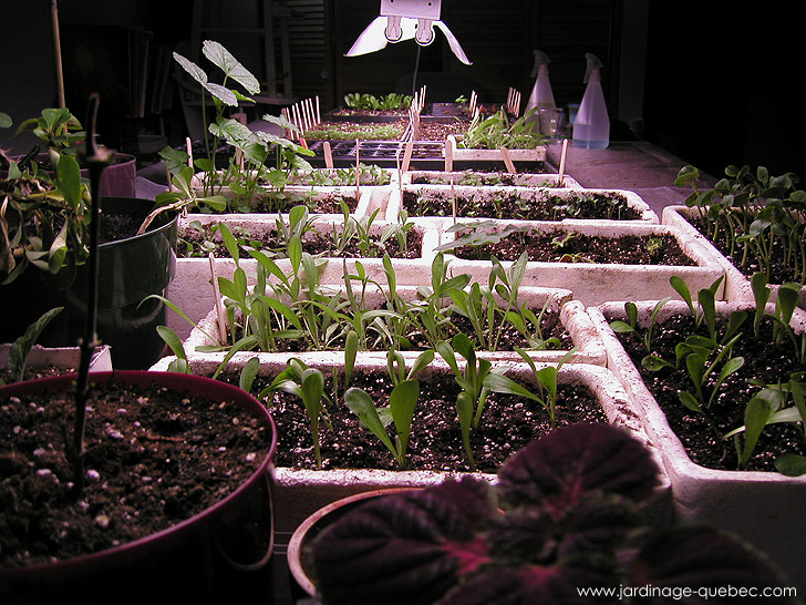 Les semis intérieurs - Photos Jardin Le Jardin des Patriotes - Pascal Tremblay La Baie Québec