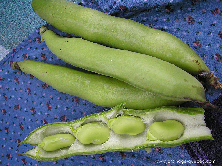 Cultiver la gourgane - Photos Jardin Le Jardin des Patriotes - Pascal Tremblay La Baie Québec