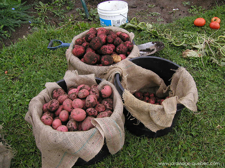 Patates rouges - Photos Jardin Le Jardin des Patriotes - Pascal Tremblay La Baie Québec