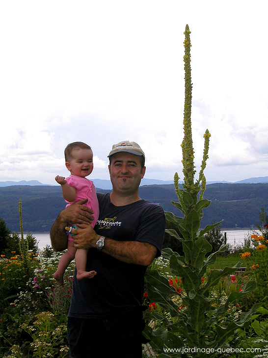 Pascal et Amélya au Jardin - Molène vulgaire - Photos Jardin Le Jardin des Patriotes - Pascal Tremblay La Baie Québec