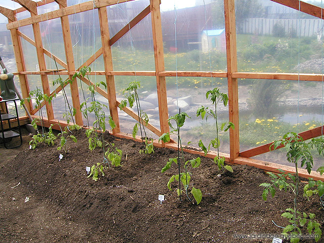 Tomates dans la serre - Photos Jardin Le Jardin des Patriotes - Pascal Tremblay La Baie Québec