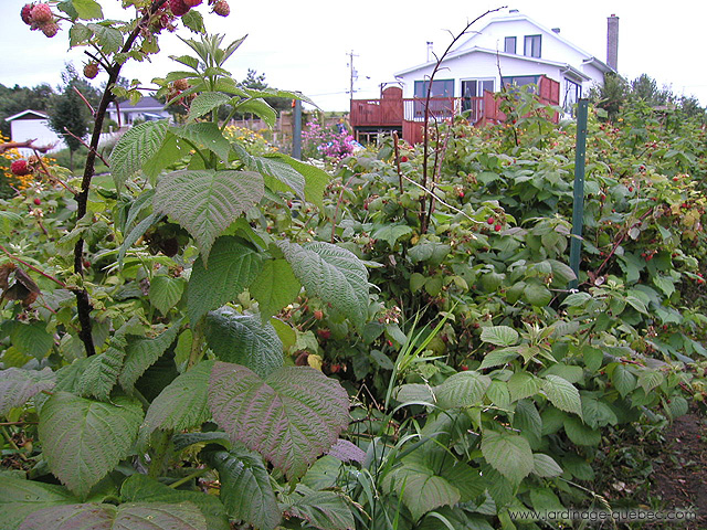 Culture de la framboise