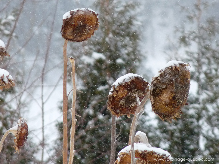 Tournesols en hiver - Paysage d'hiver au Jardin des Patriotes