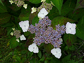  Hydrangea macrophylla 'Blue Bird'