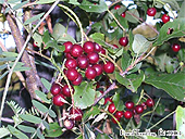 Cerisier de Virginie - Abres Fruitiers