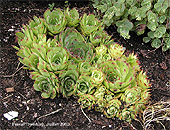 Sempervivum - Plantes grasses ou Succulentes du Québec
