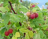 Framboisiers - Framboises du Québec - Arbustes fruitiers