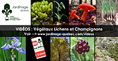 Vidos des plantes de lichens et de champignons