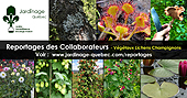 Articles sur les plantes