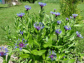 Plantes vivaces du Québec - Centaurea Montana