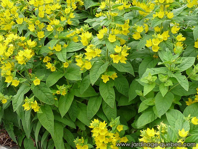 Lysimachia punctata - Lysimaque ponctuée - Primulacée - Plante vivace lysimaque ponctuée