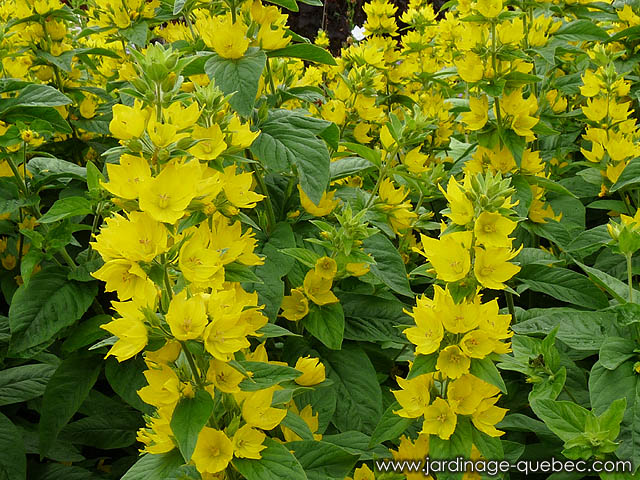 Massif de lysimaque ponctuée - Lysimachia Punctata L. - Plantes vivaces ornementales du Québec