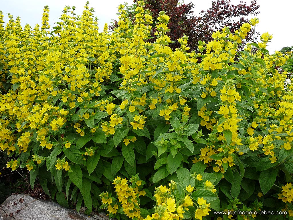 La lysimaque ponctuée - Lysimachia punctata - Plantes vivaces du Québec