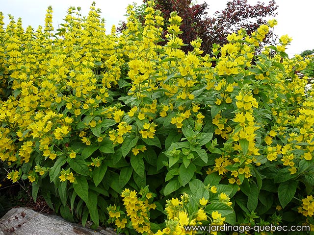 Lysimaque ponctuée - Lysimachia punctata - Yellow loosestrife