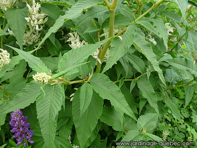 Persicaria Polymorpha - Renouée Polymorphe - Photos Renouée Polymorphe