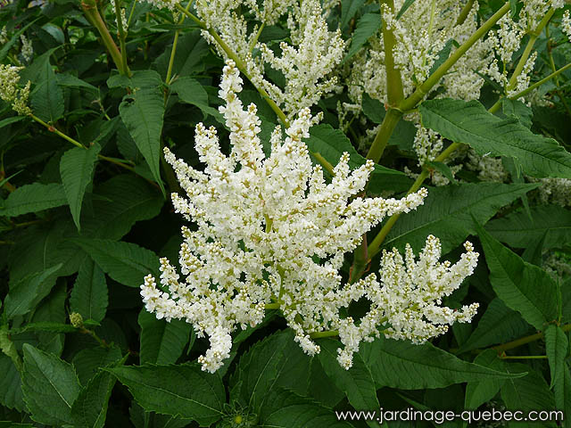 La Renouée Polymorphe - Fiche descriptive de la Persicaria polymorpha - Vivace Renouée Polymorpha