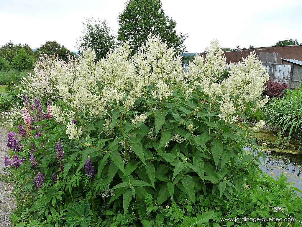 La renouée polymorphe - Persicaria polymorpha - Plantes vivaces du Québec