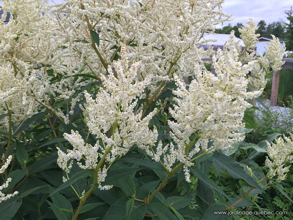 Persicaire Polymorphe - Persicaria Polymorpha - Photo de la persicaire polymorphe