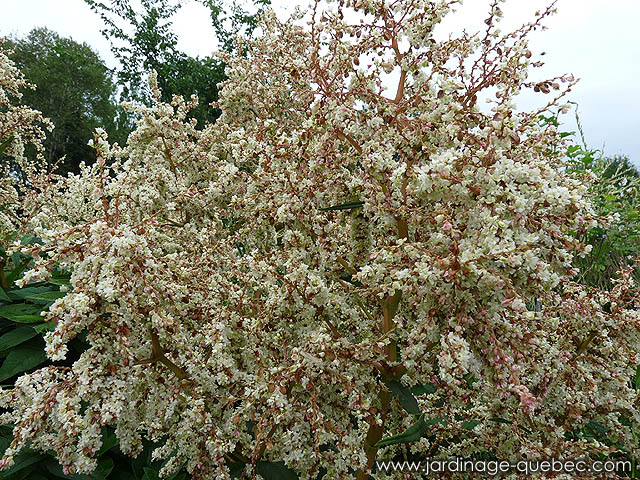 La Renouée polymorphe, Persicaire polymorphe, Giant Fleece Flower