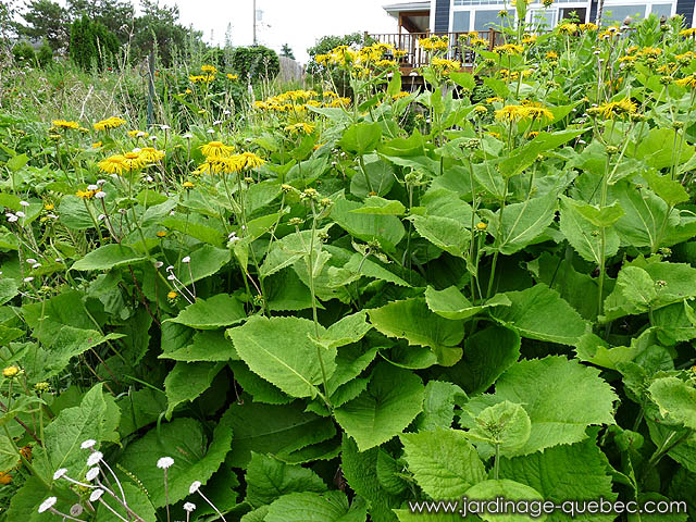 Oeil de boeuf - Plante vivace - Télékie splendide - Télékie élégante