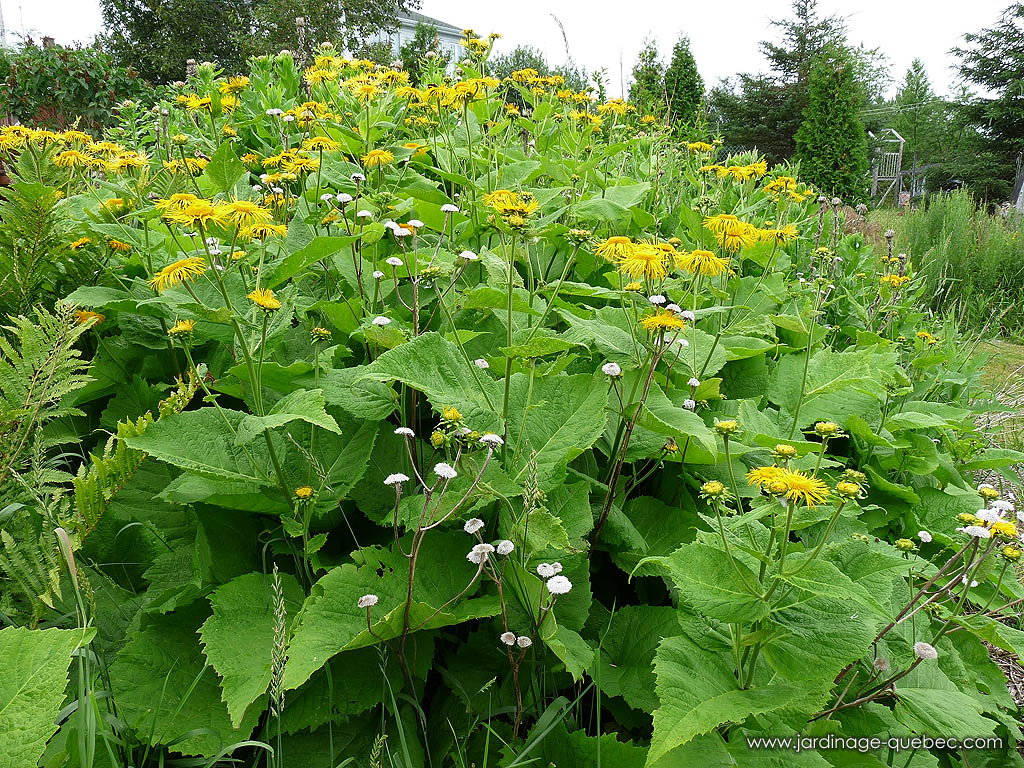 Telekia Speciosa - Buphthalmum speciosum