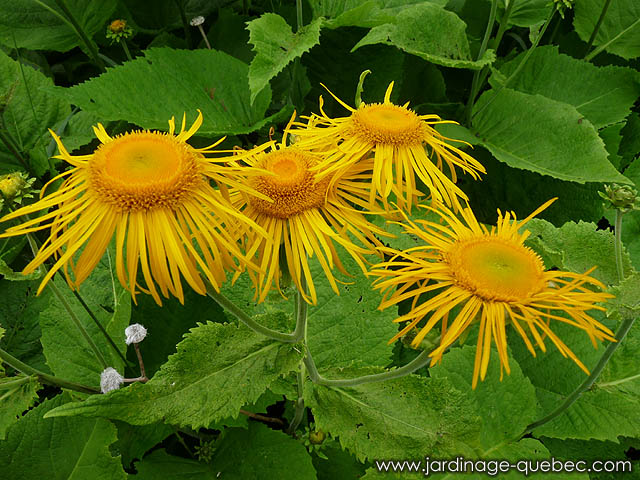 Telekia Speciosa - Oeil de boeuf - Buphthalmum speciosum