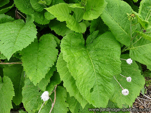 Feuillage de la Telekia speciosa ou Oeil de boeuf