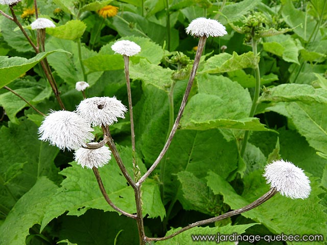 Télékie splendide - Fiche descriptive de la telekia speciosa - Répertoire des plantes vivaces