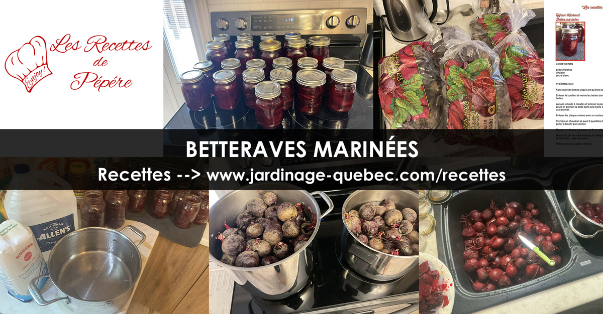 Betteraves marinées maison