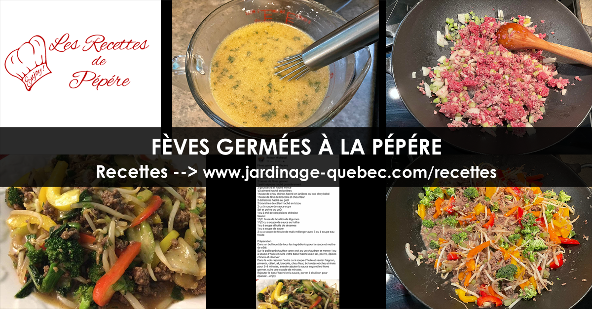 Fèves germées