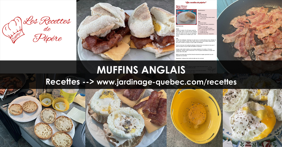 Muffins Anglais