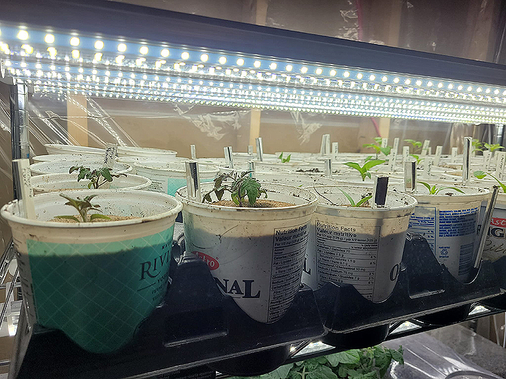 Lumières de culture à LED ou DEL