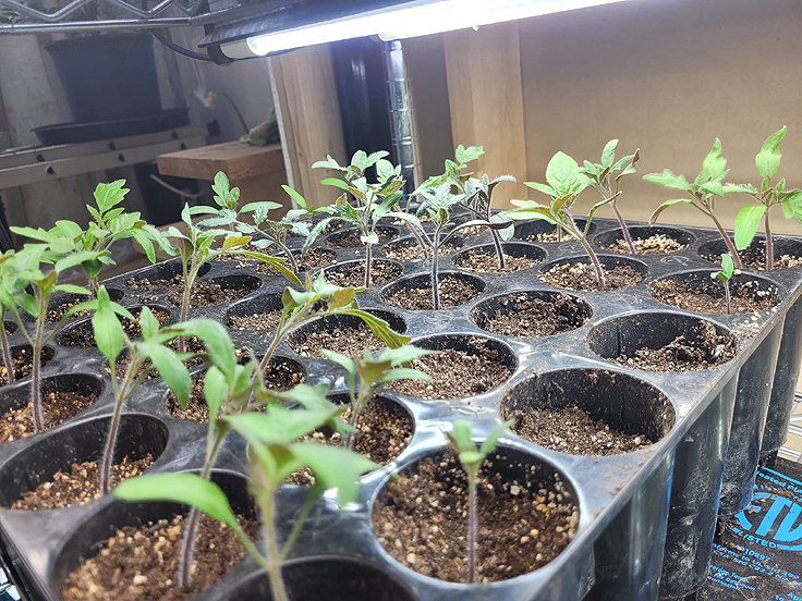 Lampes de culture pour semis