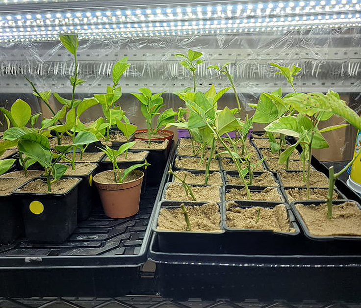 Boutures dans le terreau